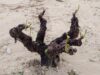 SEVEROS DAÑOS EN LA DOP jumilla POR GRANIZO Área de viñedos afectada por la tormenta del pasado sábado.