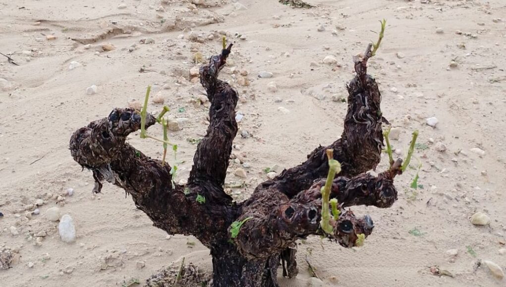 Área de viñedos afectada por la tormenta del pasado sábado.