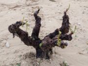 SEVEROS DAÑOS EN LA DOP jumilla POR GRANIZO Área de viñedos afectada por la tormenta del pasado sábado.