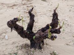 SEVEROS DAÑOS EN LA DOP jumilla POR GRANIZO Área de viñedos afectada por la tormenta del pasado sábado.