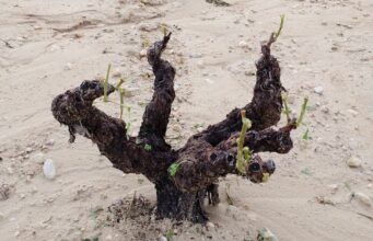 SEVEROS DAÑOS EN LA DOP jumilla POR GRANIZO Área de viñedos afectada por la tormenta del pasado sábado.